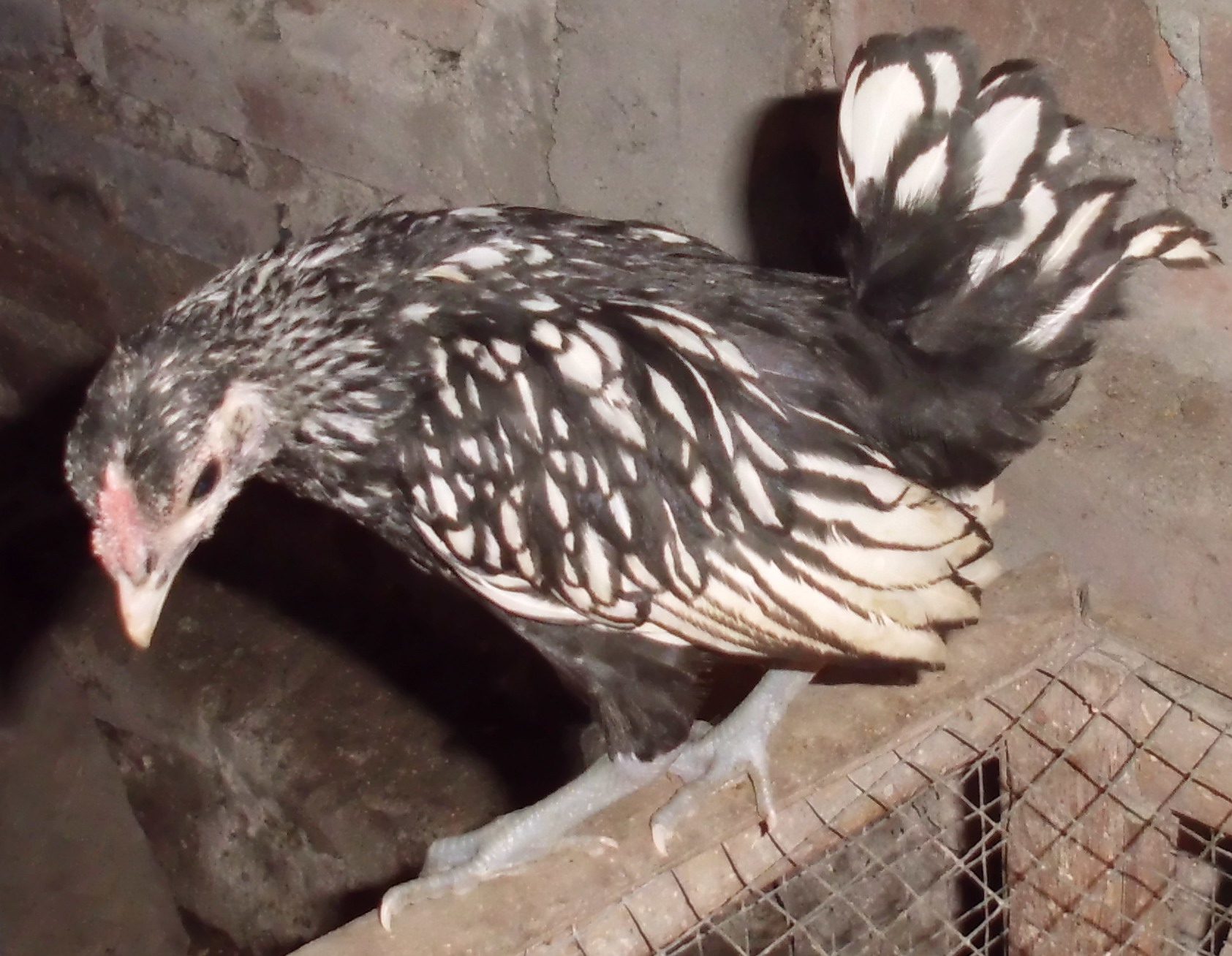 Ayam Hias -  Ayam Batik Italy 4 bulan