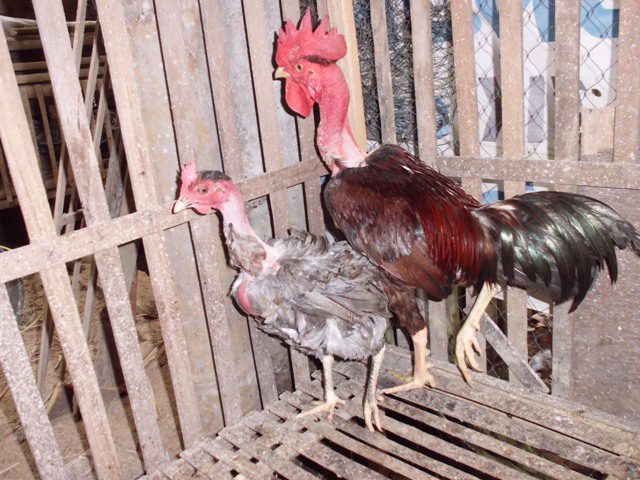 Ayam Gundul (6)