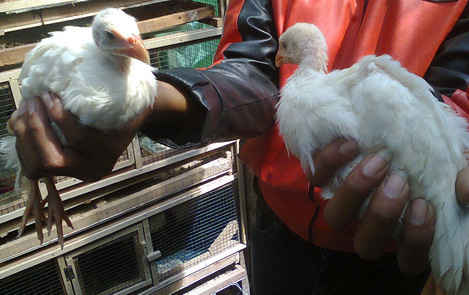 Ayam Mutiara Putih (2)