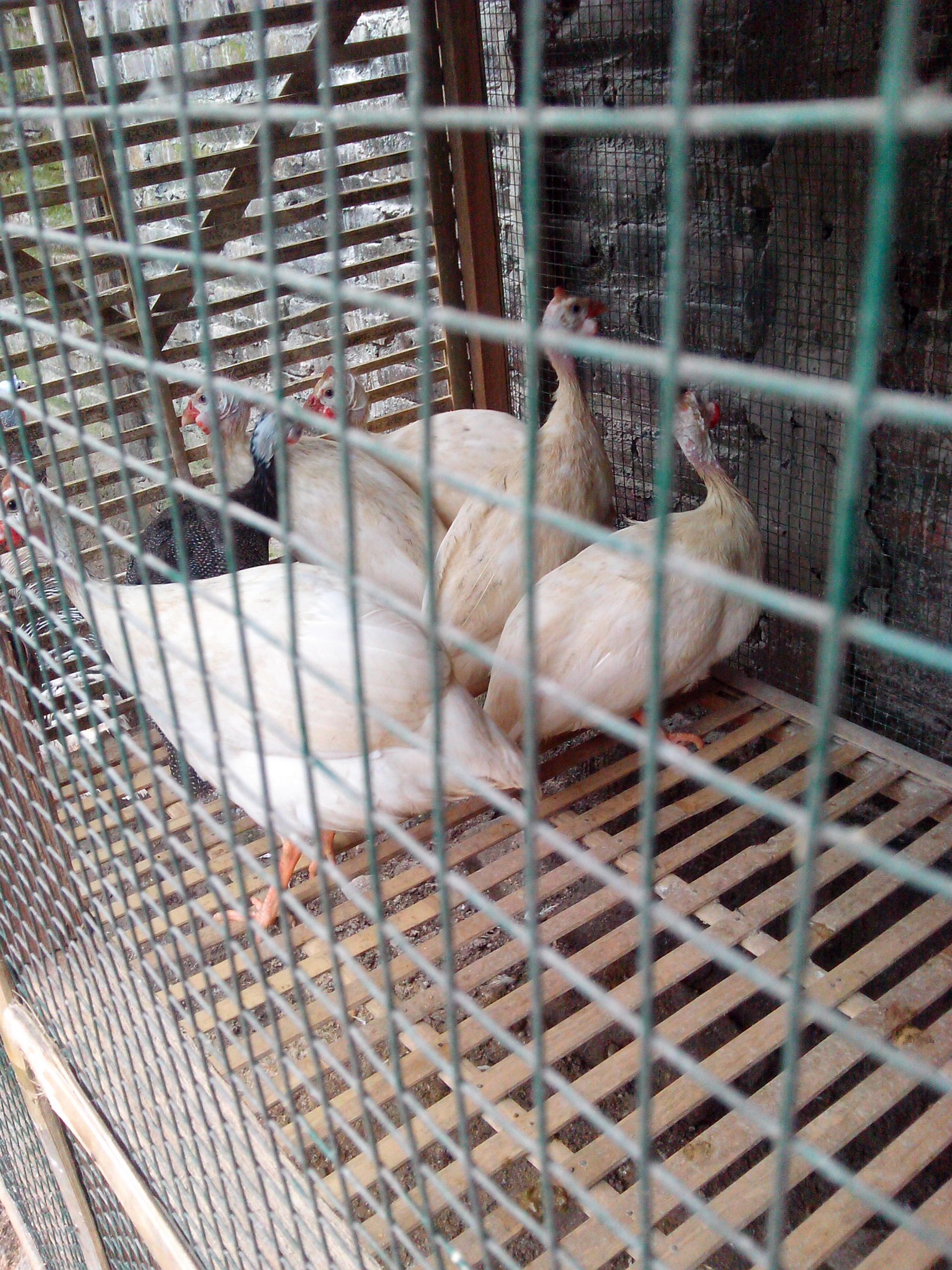 Ayam Mutiara Putih (4)
