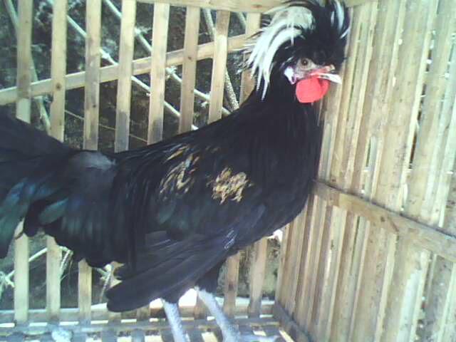 Ayam Polan 1b