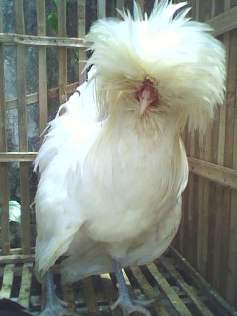 Ayam Polan