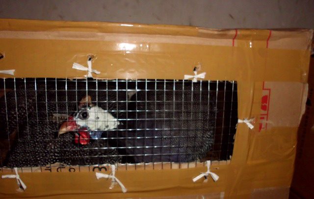 Model Pengiriman Ayam Hias (2)