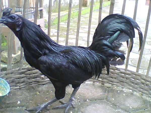  Adult Cemani Chicken