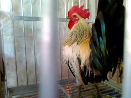 laughing rooster breed