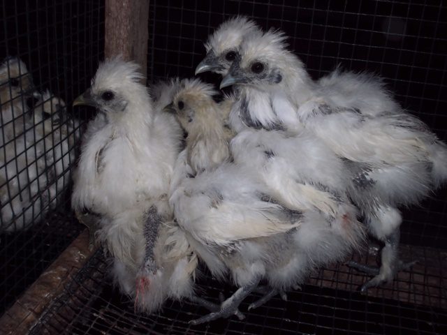 3. Ayam Kapas 2 bulan
