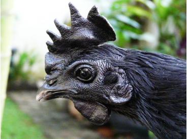 A good quality of ayam cemani chicken for sale is almost all the parts on their head are black, except their tongue. | Part of cemani's head