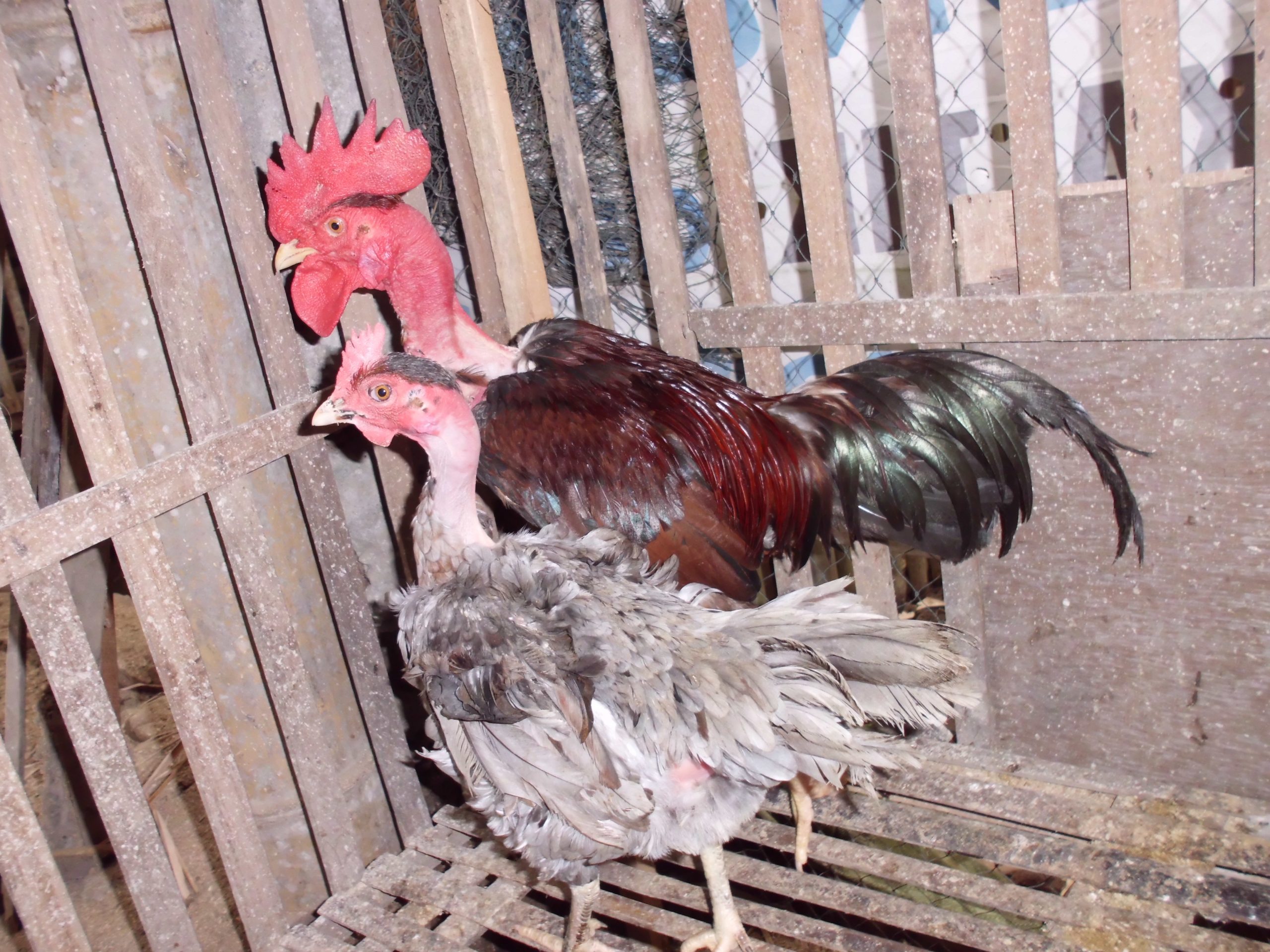 Suhu panas bukan masalah! ?? Ayam leher gundul hadir untuk memastikan peternakan Anda tetap produktif dan efisien. 