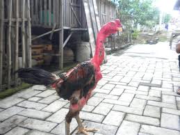 Adaptasi suhu tinggi dengan gaya! ? Ayam leher gundul mengatasi panas dengan kemampuan termoregulasi yang luar biasa.