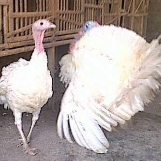 Sepasang Ayam Kalkun Albino atau ayam kalkun putih. Nampak ayam kalkun jantan sedang mengembangkan bulu dan ekor nya untuk menarik ayam betina.