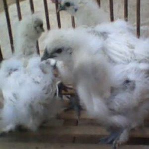 Ayam Kapas (6)