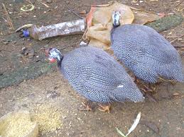 Ayam Mutiara (2)