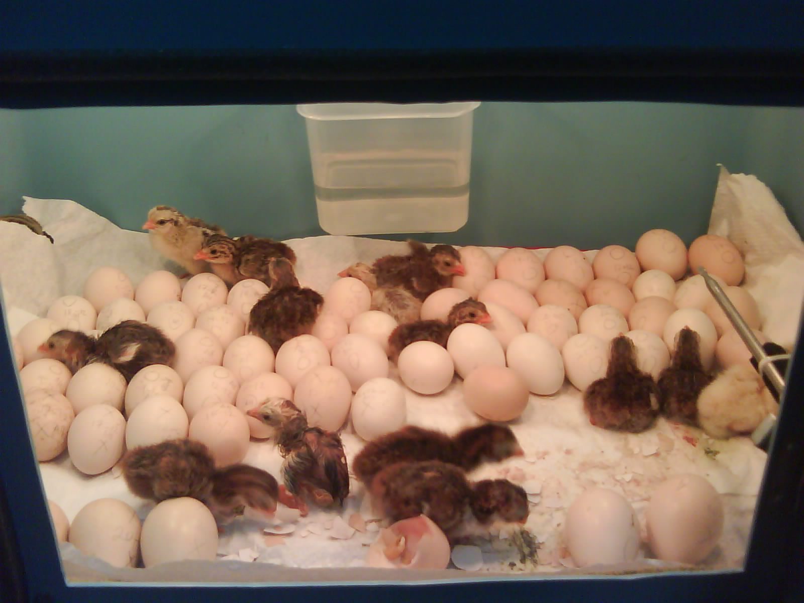 Telur ayam mutiara yang menetas di dalam mesin penetas telur | image 3