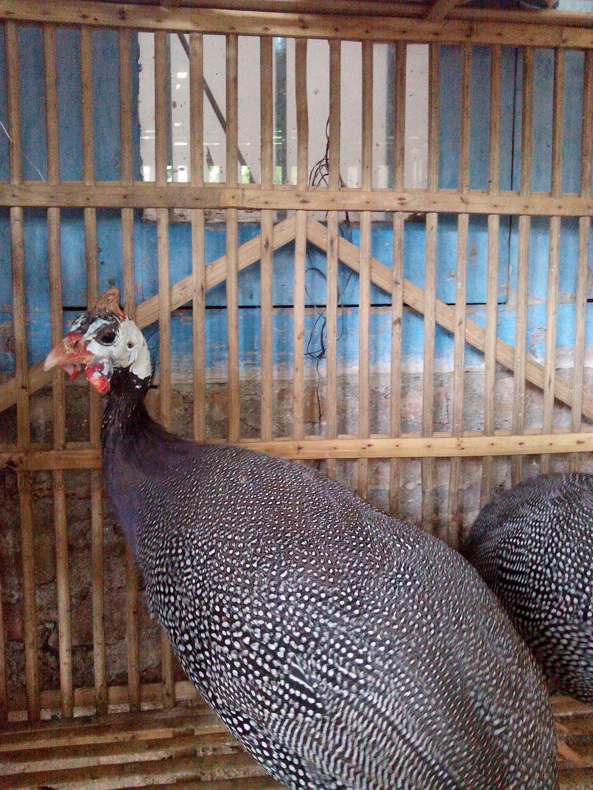 Ayam Mutiara Indukan (2)