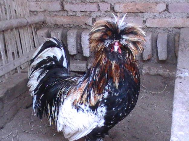 Ayam Polan (4)