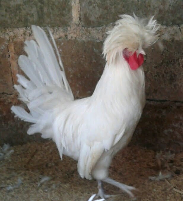Ayam Polan (5)