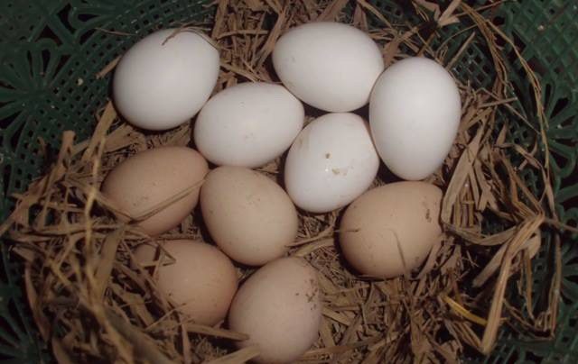 Cemani Chicken Eggs, it is not in black but cream and there is a little pink spot.