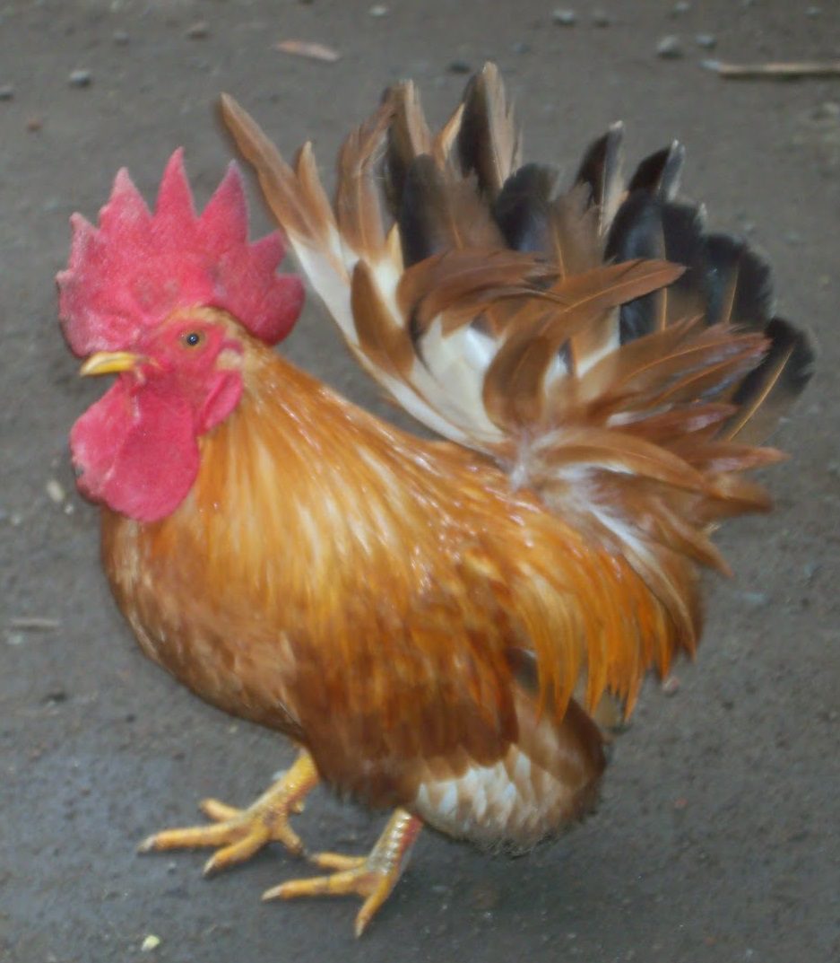 Ayam kate, cara ternak ayam kate lengkap, kate asli, kandang serama, jual ayam kate, harga ayam kate