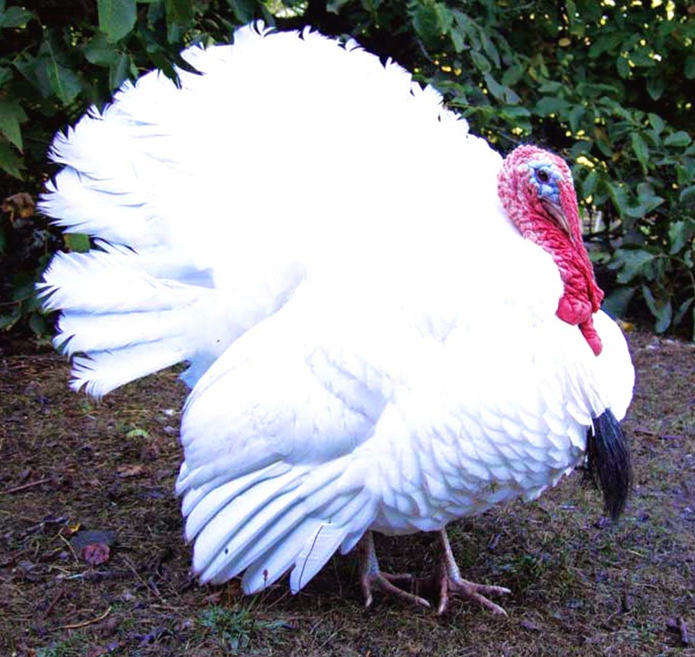 Kalkun Putih atau white holland turkey