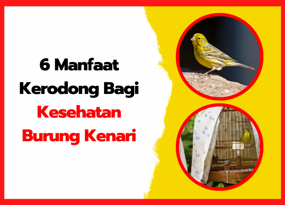 6 Manfaat Kerodong Bagi Kesehatan Burung Kenari | thumanil