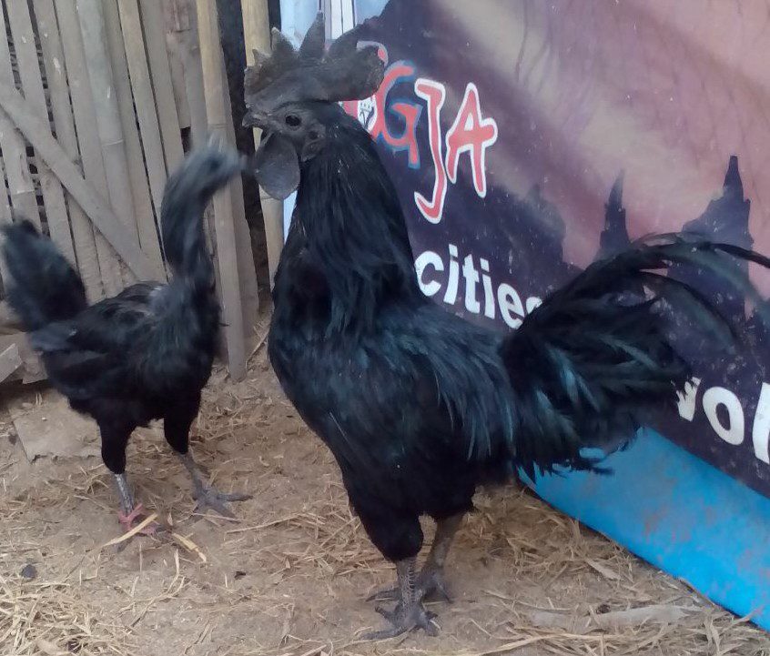 Go to the farm directly is one of the ways how to obtain an ayam cemani chicken, and of course, you can get ayam cemani as you want. | Pair of ayam cemani