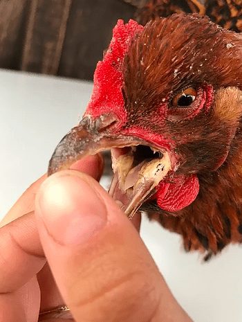 Penyakit kutil pada ayam akan semakin parah jika sudah menyerang ke bagian Tenggorokan. Hal ini akan membuat ayam menjadi sulit makan dan harus dibantu untuk melolohkannya | image 3