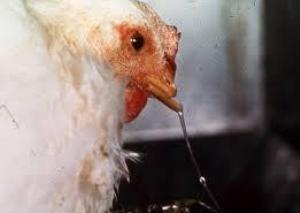 Penyakit Snot atau Pilek Pada Ayam Jawa Super bisa di obati dengan kapsul anti snot | ayam pilek