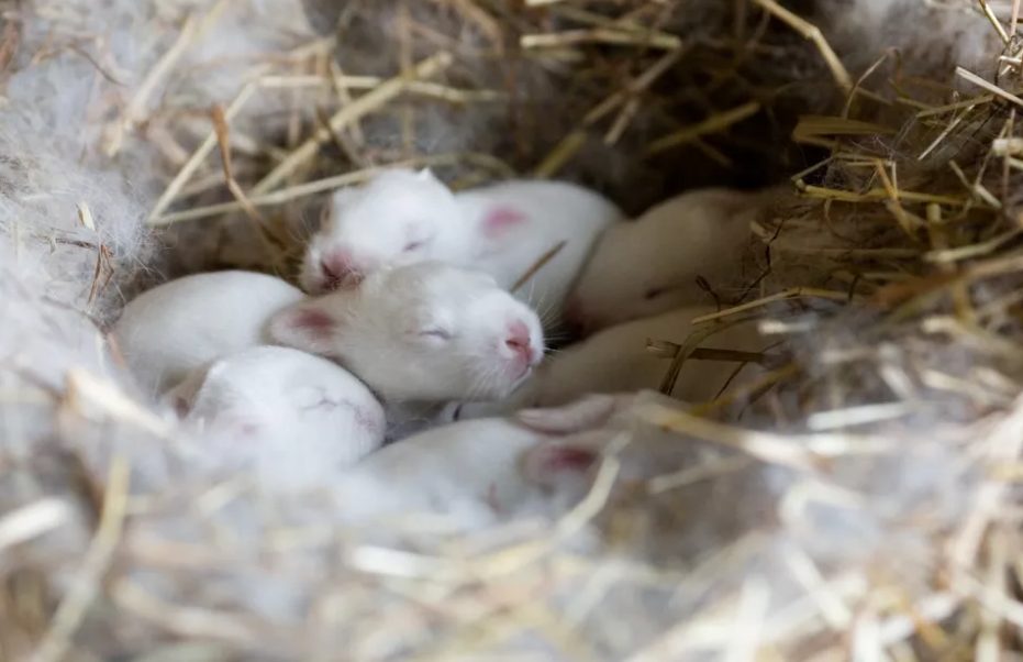 Rontokan bulu Indukan Kelinci yang sedang hamil berfungsi sebagai penghagat bagi anak - anaknya yang masih bayi | Image 2
