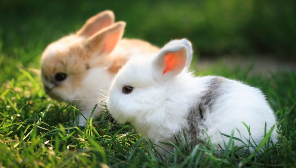 Kelinci memiliki sifat suka mengali lubang dan suka mengerat | image 1