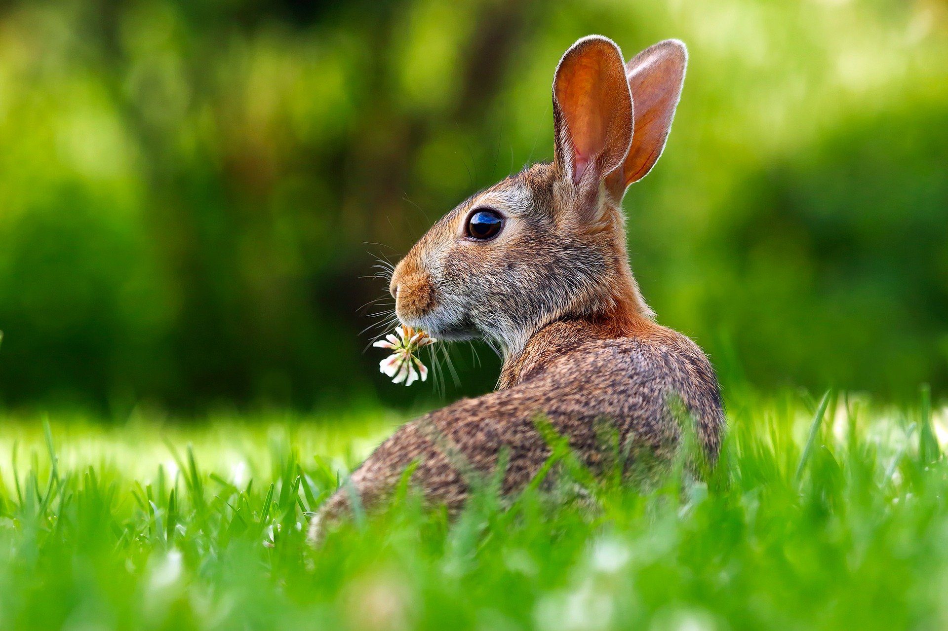 Kelinci sedang santai di atas rumput
