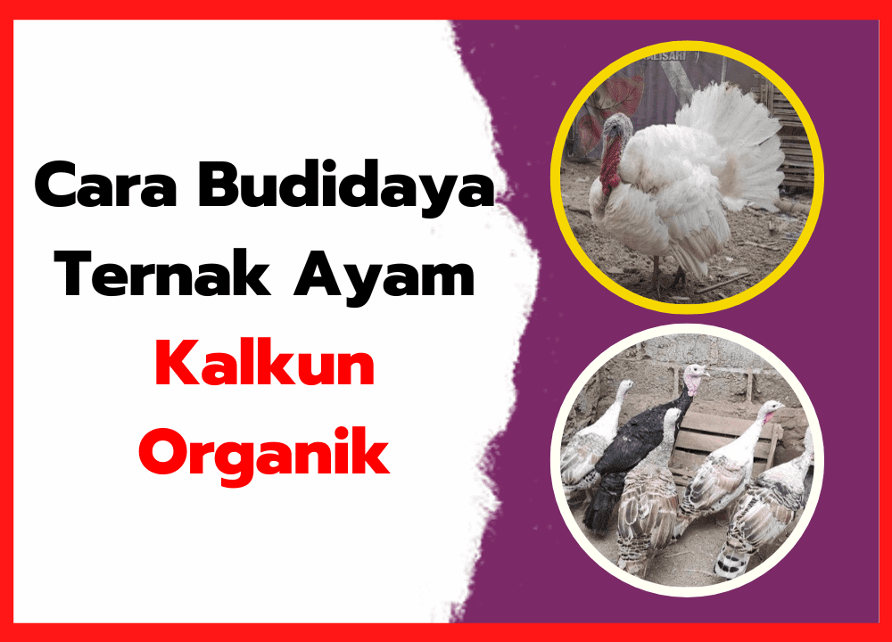 Cara Budidaya Ternak Ayam Kalkun Organik