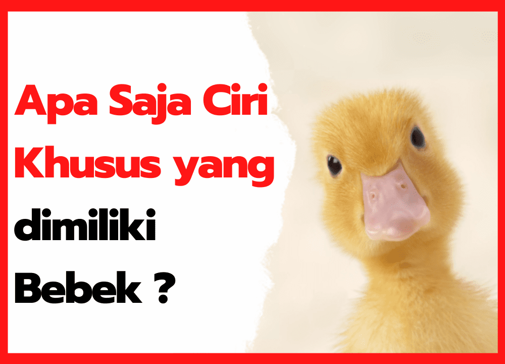 Apa Saja Ciri Khusus yang dimiliki Bebek ? | cover