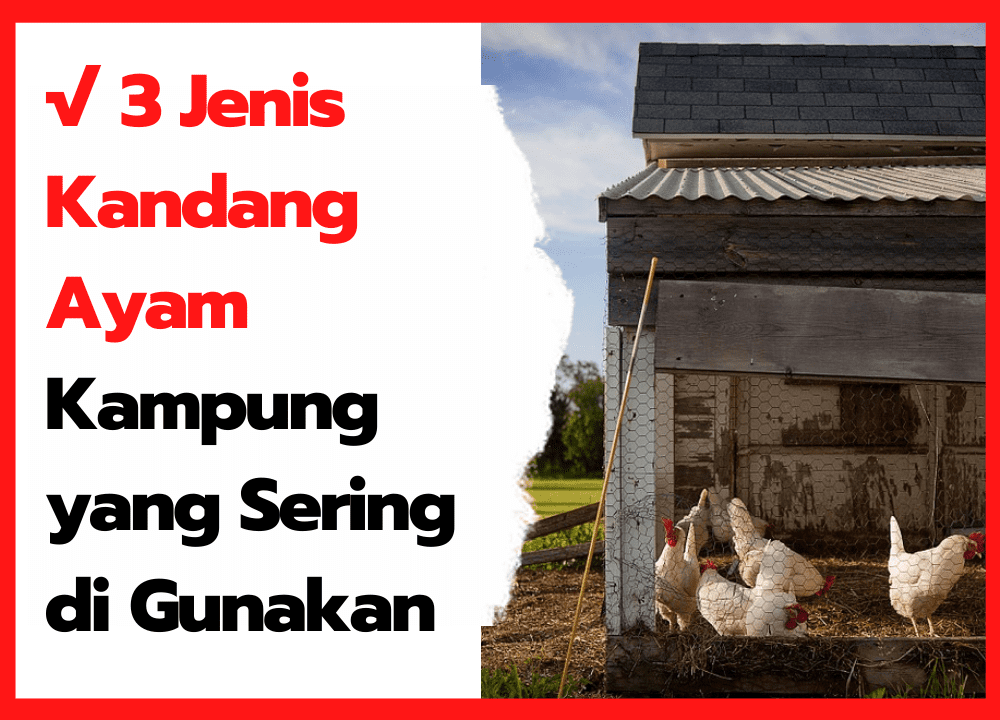 3 Jenis Kandang Ayam Kampung Yang Sering Di Gunakan Peternak