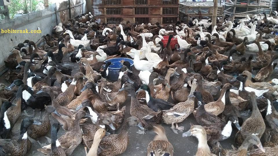 Beternak bebek hibrida bisa menjadi salah satu peluang usaha yang cukup menjanjikan | image 1