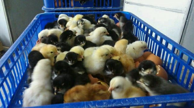 Bagi Anda yang berminat ternak ayam joper, silahkan bisa langsung menghubungi nomor 081220288686 untuk membeli DOC Ayam JOPER | image 9