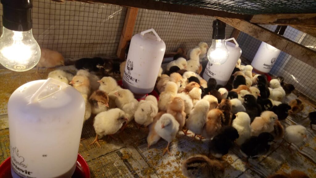 kandang brooder
