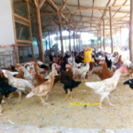 Sistem Manajemen Kesehatan Pada Ayam Kampung Super Sistem Manajemen Kesehatan Pada Ayam Kampung Super