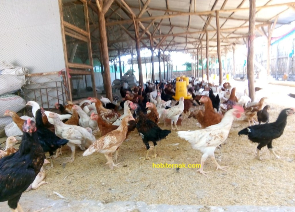Sistem Manajemen Kesehatan Pada Ayam Kampung Super