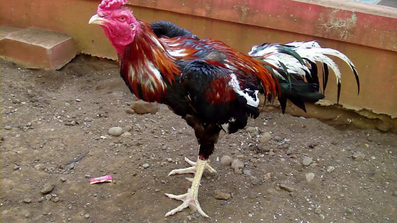 Ayam kampung Rontok Kusam akibat kekurangan protein