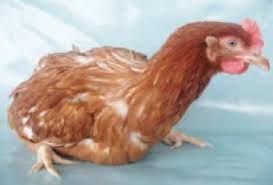 Ayam yang kekurangan nutrisi