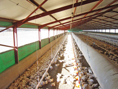 Contoh Kandang dengan ventilasi baik dapat membuat ayam tetap nyaman dan tidak keslihatan mencari udara yang segar