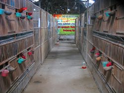 kandang karantina ayam