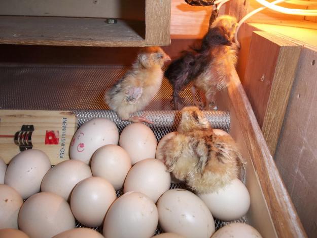 Penetasan Telur Ayam kampung super