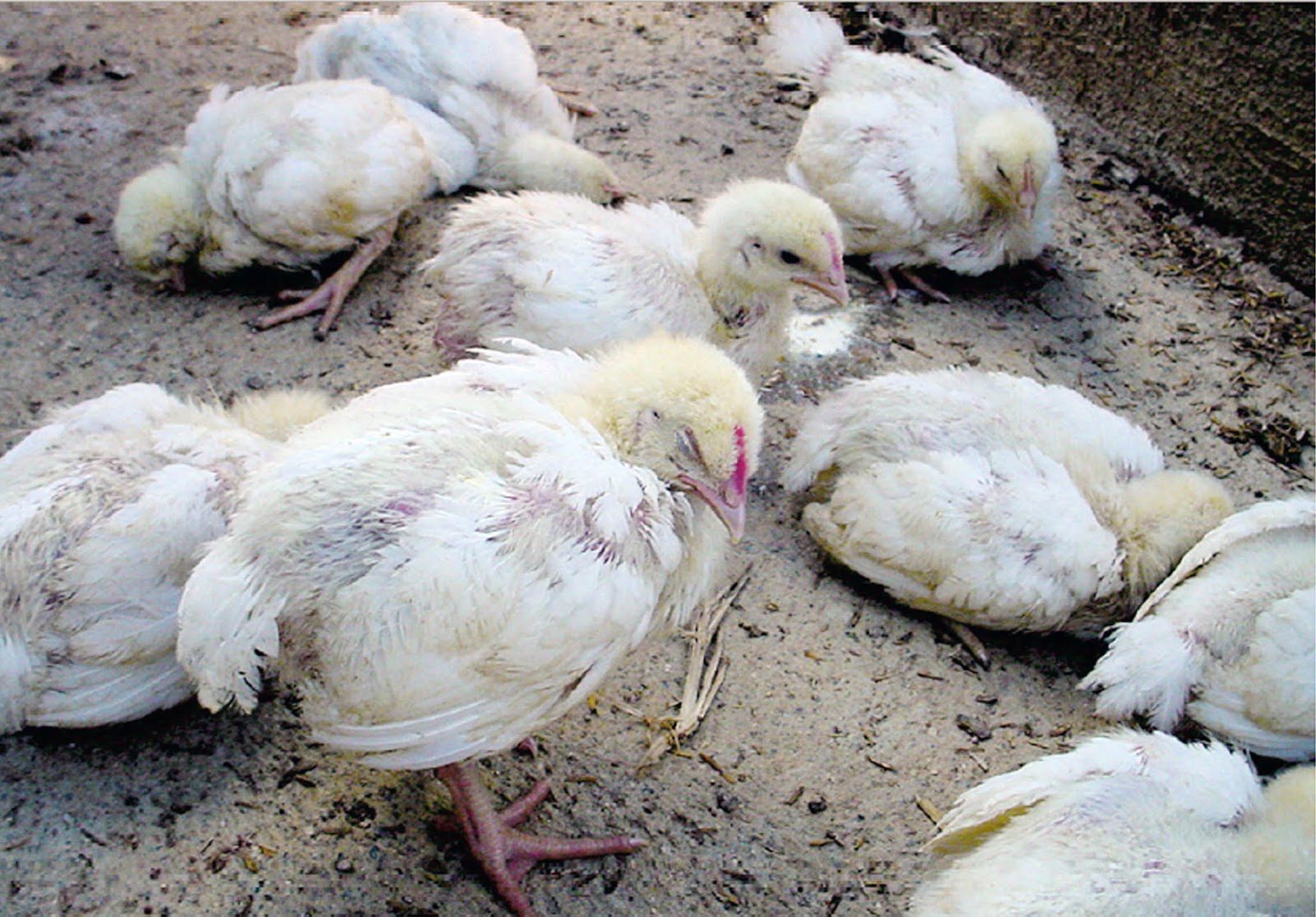 Ayam Menderita Penyakit Gumboro