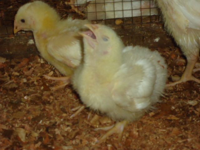 Penyakit Aspergillosis pada Ayam