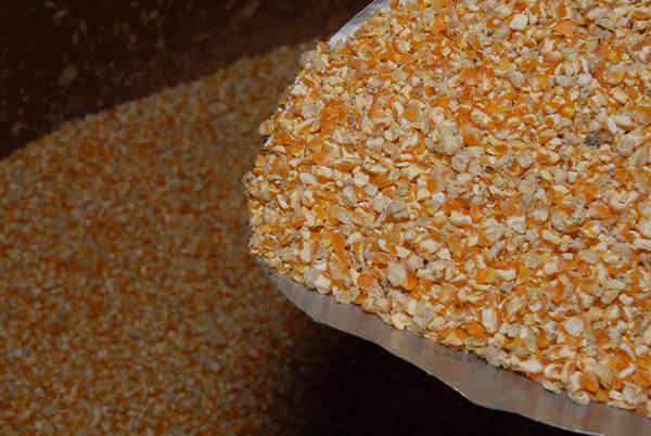 Pemberian jagung untuk ayam serama memiliki peran sebagai pembentukan cangkang telur ayam serama betina
