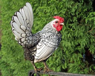 Ayam Hias Batik Kanada