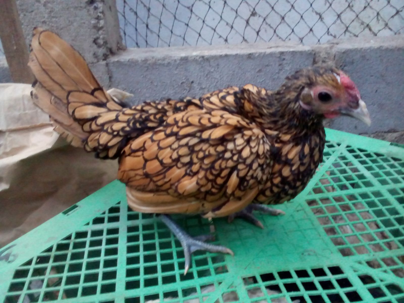Ayam Batik Kanada usia 5 bulan
