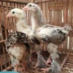 Beberapa Kelebihan Yang Bisa Kita Peroleh Saat memelihara Ayam Brahma