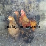 Ayam Brahma Usia 3 Bulan